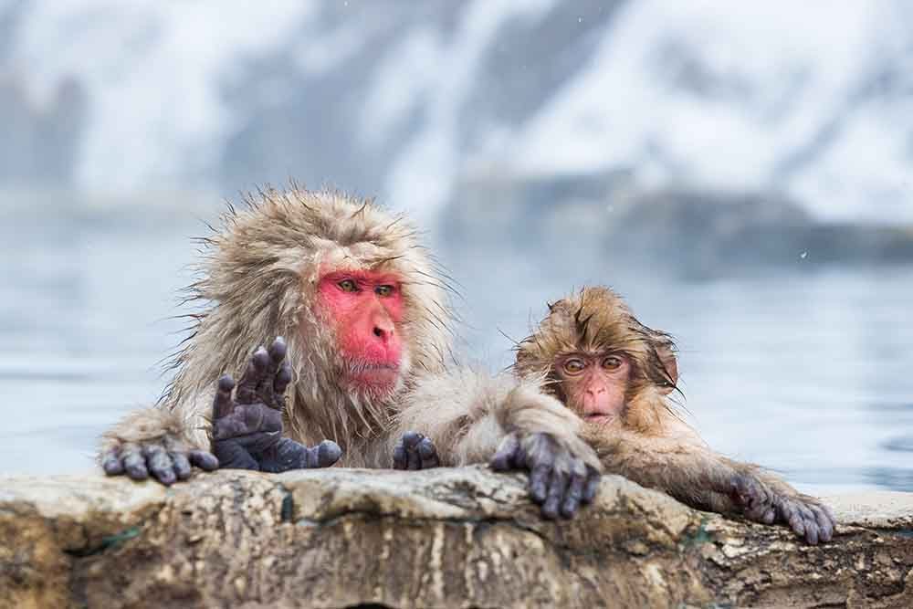 Hakuba snow monkeys in hot springs